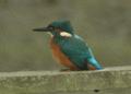 Common Kingfisher