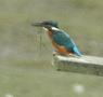 Common Kingfisher