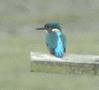 Common Kingfisher