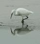 Little Egret