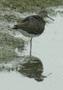 Dunlin