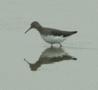 Dunlin