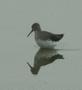 Dunlin