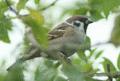 Tree Sparrow