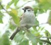 Tree Sparrow