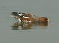 Eurasian Wigeon