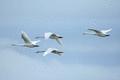 Whooper Swan