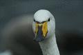 Whooper Swan