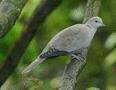 Eurasian Collared Dove