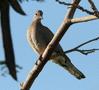 Laughing Dove