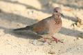 Laughing Dove