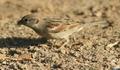 House Sparrow