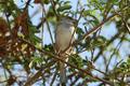 House Sparrow