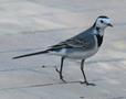 White Wagtail