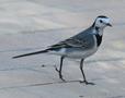 White Wagtail