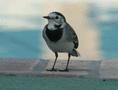 White Wagtail