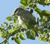 Blackcap