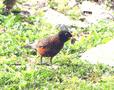 American Robin