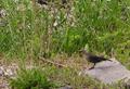 Brown-headed Cowbird