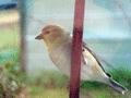 American Goldfinch