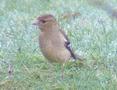 Chaffinch