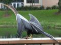 Anhinga