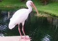 American White Ibis