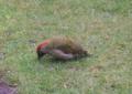 Green Woodpecker