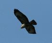 Common Buzzard