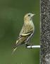 Eurasian Siskin