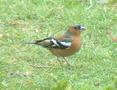 Chaffinch