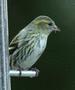 Eurasian Siskin