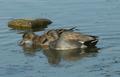 Gadwall