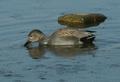 Gadwall