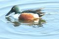 Northern Shoveler