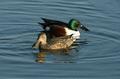 Northern Shoveler