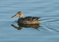 Northern Shoveler