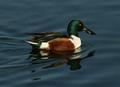 Northern Shoveler