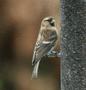 Common Red Poll