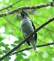 Bearded Bellbird