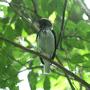 Bearded Bellbird