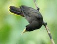 Crested Oropendola