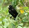 Crested Oropendola