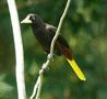 Crested Oropendola