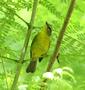 Golden-crowned Warbler