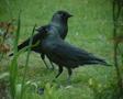 Eurasian Jackdaw