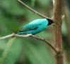 Green Honeycreeper