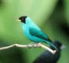 Green Honeycreeper