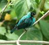 Green Honeycreeper