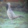 Common Pheasant